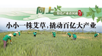 【行業(yè)資訊】向上，特色產(chǎn)業(yè)看河南：南陽艾區(qū)域品牌正在叫響！